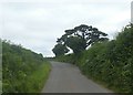 Trees in Bell Lane, north of Shaptor Cross