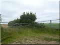 Two gates and a hedge south of Lower Bowden