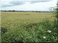 TA0770 : Barley field, east of Refuge Farm by Christine Johnstone