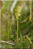 HP5304 : Bog Orchid (Hammarbya paludosa), Bena Water, Cullivoe by Mike Pennington