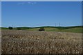 SD2470 : Barley near North Hill by DS Pugh