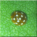 NT2470 : Cream-spot Ladybird by M J Richardson
