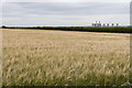 Barley field