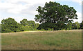 Tree in field near Twinoaks Farm, Stapleford Abbotts