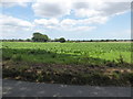 TL8610 : Farmland seen from Church Road by Basher Eyre