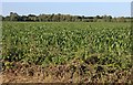 TF9506 : Field of maize in Crowshill by David Howard