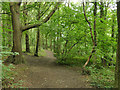 Path through Morris Wood