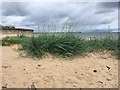 NZ3279 : Marram grass on Blyth Beach by Anthony Foster