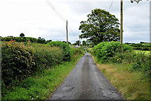 H5366 : Laragh Road by Kenneth  Allen