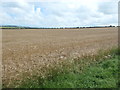 TA0271 : Large barley field, east of Kithole by Christine Johnstone