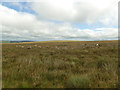 SE1145 : Sheep on Ilkley Moor by Stephen Craven