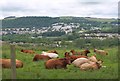 Cows at Kaeside