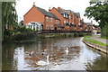 Swans in Zouch