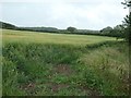 TA2269 : Barley field, south of Beacon Farm by Christine Johnstone