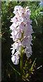 Heath Spotted Orchid (Dactylorhiza maculata)