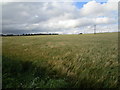 Barley field near Clowne