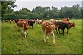 Ubley : Grassy Field & Cattle