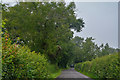 Ubley : Country Lane