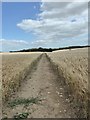 TQ9356 : Footpath through farmland near Doddington by pam fray