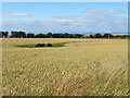 NT5768 : Wheat field at Carfrae by M J Richardson