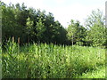 Reed bed no.1 at the (former) Acomb colliery