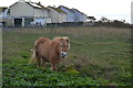 Pony near Weston