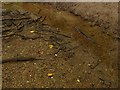SK6953 : Stream-bed gravel in Westhorpe Dumble by Alan Murray-Rust