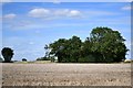 Bruisyard: Harvested oil seed rape crop