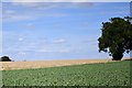 Bruisyard: Crop of peas and cereal in the field beyond