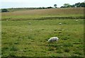 Grazing sheep