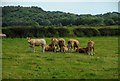 A small group of cattle