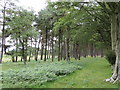 Beech and Pine shelter belt at Mayshiel