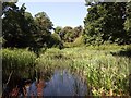 Pond In Foots Cray Meadows