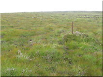 NN6567 : Old fence posts on Carn Dearg by Chris Wimbush