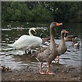 Geese at Hollow Pond