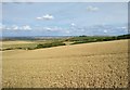 SU3485 : Farmland, near Sparsholt, Oxfordshire by Brian Robert Marshall