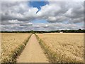 Footpath through the Wheat Field