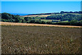 SX8043 : Stokenham : Crop Field by Lewis Clarke