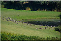 Slapton : Pond