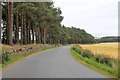 Between Barley and Trees