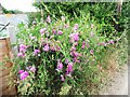 Perennial sweet peas at the side of the path