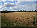 Barley field near Fineshade