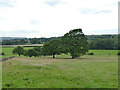 Trees in a field near Yeadon