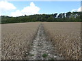 TQ9056 : Path through a crop field near Wichling by pam fray