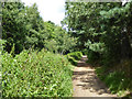 Basingstoke Canal towpath