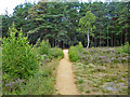 Surfaced path, Horsell Common