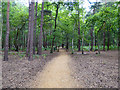 Surfaced path, Horsell Common