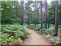 Surfaced path, Horsell Common