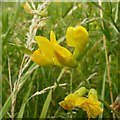 Meadow Pea (Lathyrus pratensis)