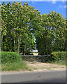 A long view framed by trees